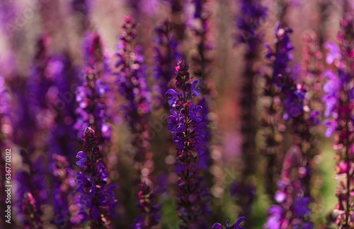 Beautiful shot of blooming purple salvia flowers in a park