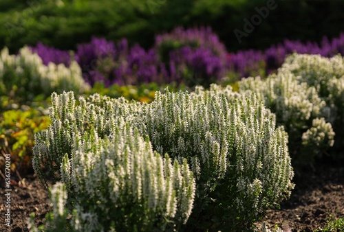 Lush park landscape featuring blooming white calluna flowers