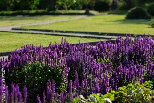 Beautiful shot of blooming purple salvia flowers in a park