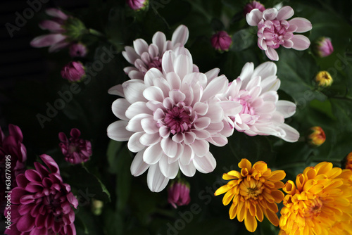 Beautiful summer flowers all over the picture
