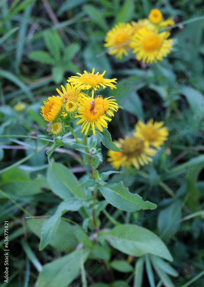 Pentanema britannicum (Inula britannica) blooms in the wild in summer. Pentanema britannicum (Inula britannica) blooms in the wild in summer.