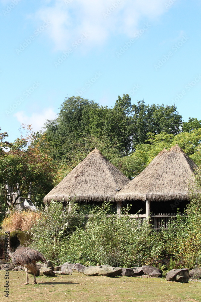 Ostrich near the traditional-style buildings with straw-thatched roofs in a lush grassy park