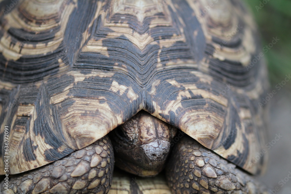 Closeup shot of a beautiful turtle on the blurry background Closeup shot of a beautiful turtle on the blurry background