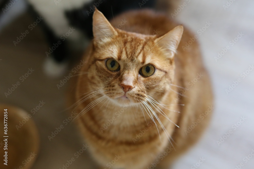 Closeup of a cute orange tabby cat looking at the camera.