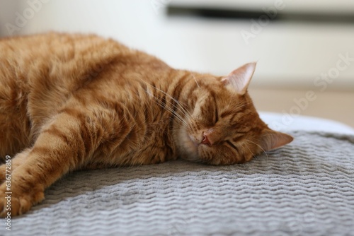 Closeup of a cute ginger tabby cat sleeping on the bed. © Maria Grazia Vacca/Wirestock Creators