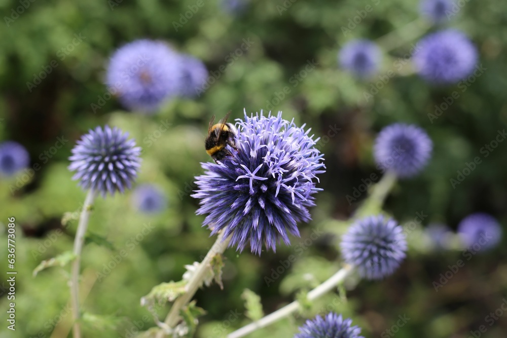 Closeup of blue globe-thistles and a buff-tailed bumblebee. Closeup of blue globe-thistles and a buff-tailed bumblebee.