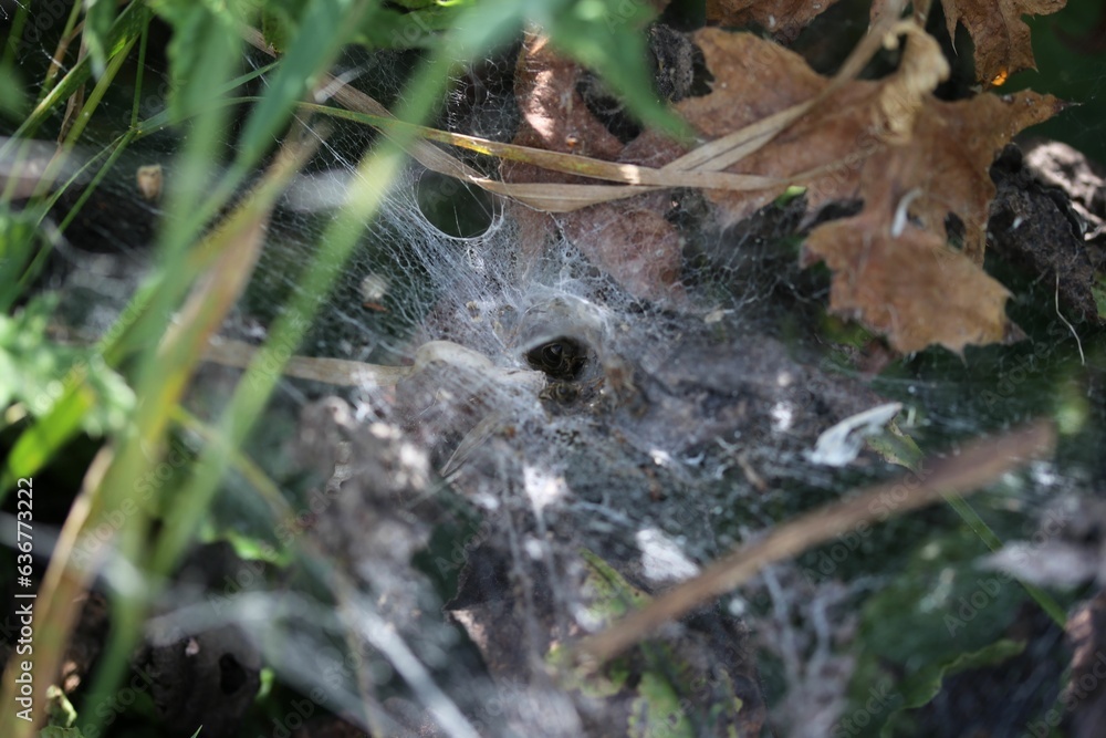 Closeup of a cobweb with a trapped insect. Closeup of a cobweb with a trapped insect.