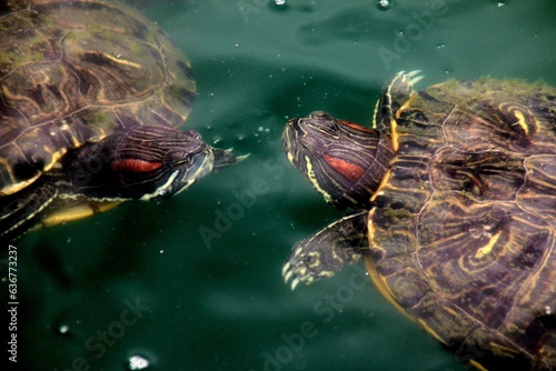 Turtles Greering in the Water photo