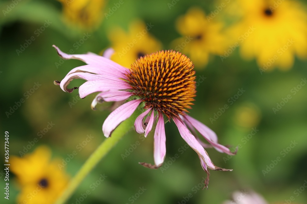 Close-up of a Echinacea purpurea flower (Echinacea purpurea) in a garden Close-up of a Echinacea purpurea flower (Echinacea purpurea) in a garden