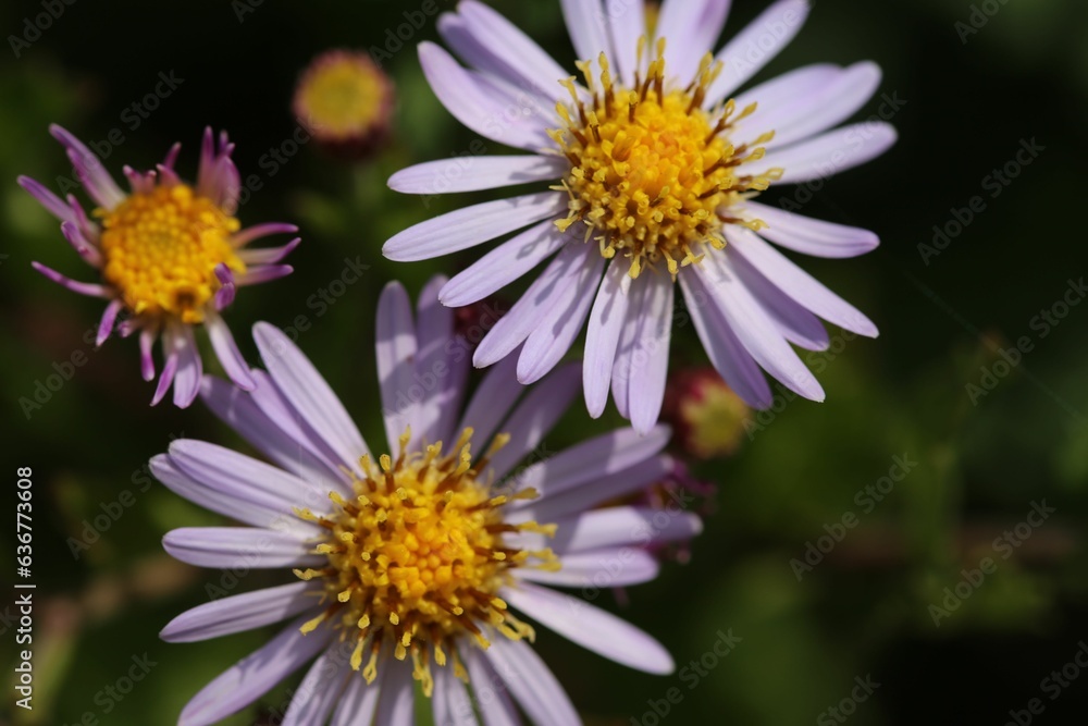 Obraz premium Closeup shot of the white flowers on a sunny day