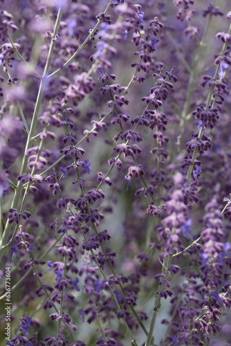 Closeup vertical shot of the purple flowers
