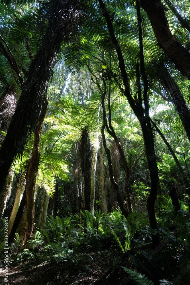 Obraz premium New Zealand, Fern Tree, Longwood Forest