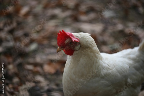 White chicken walking in the peaceful forest full of autumn leaves
