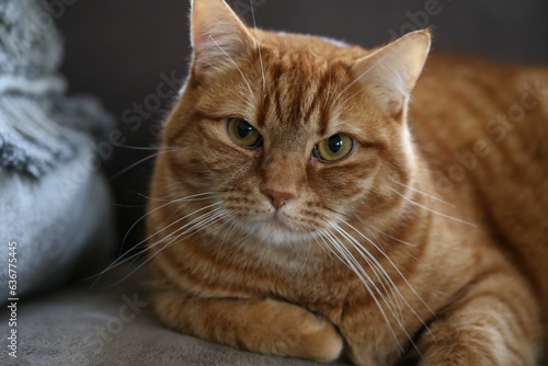 Portrait of a fluffy ginger cat in a cozy position on a plush cushion © Maria Grazia Vacca/Wirestock Creators