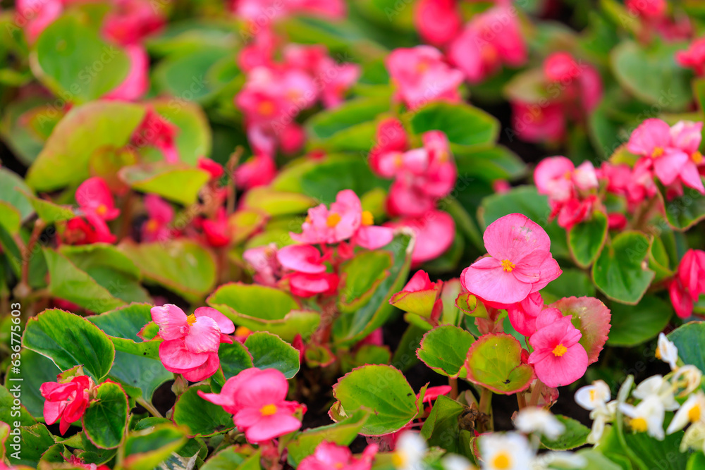 Flowers in the bed Begonia. Greening the urban environment. Background with selective focus Flowers in the bed Begonia. Greening the urban environment. Background with selective focus