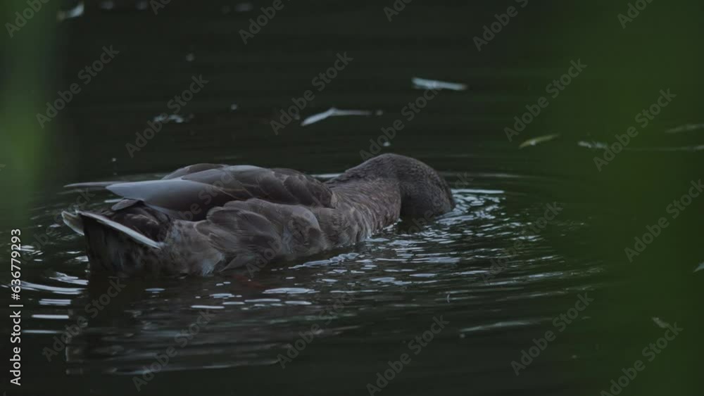 Bird swims in the lake, river. Duck close-up. River Mallard Duck. Duck in slow motion. Bird swims in the lake, river. Duck close-up. River Mallard Duck. Duck in slow motion.