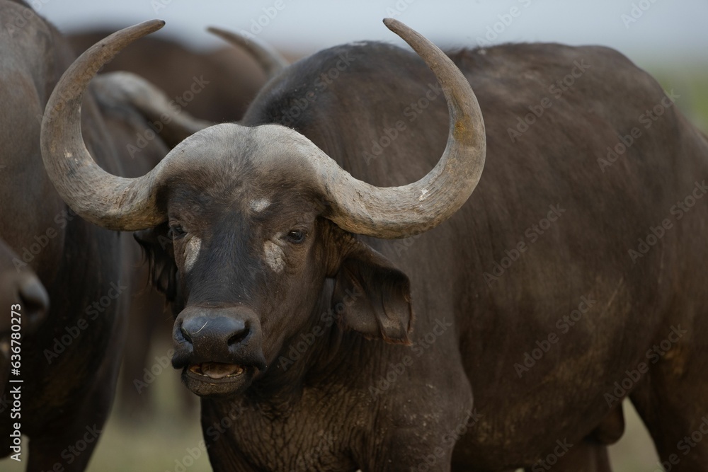 Closeup shot of a buffalo with large horns stands in a green field Closeup shot of a buffalo with large horns stands in a green field