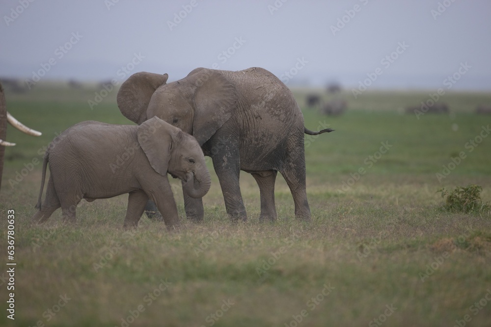 Family of African elephants walking in a grassy landscape
