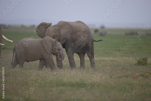 Family of African elephants walking in a grassy landscape