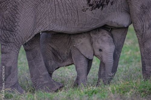 Family of African elephants walking in a grassy landscape © Bong Tayzon/Wirestock Creators