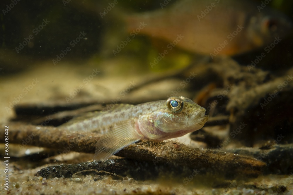 wild caught monkey goby on sand bottom, cute dwarf freshwater fish, endemic of Southern Bug river, European coldwater biotope design aquarium, highly adaptable and dangerous species, low light mood wild caught monkey goby on sand bottom, cute dwarf freshwater fish, endemic of Southern Bug river, European coldwater biotope design aquarium, highly adaptable and dangerous species, low light mood
