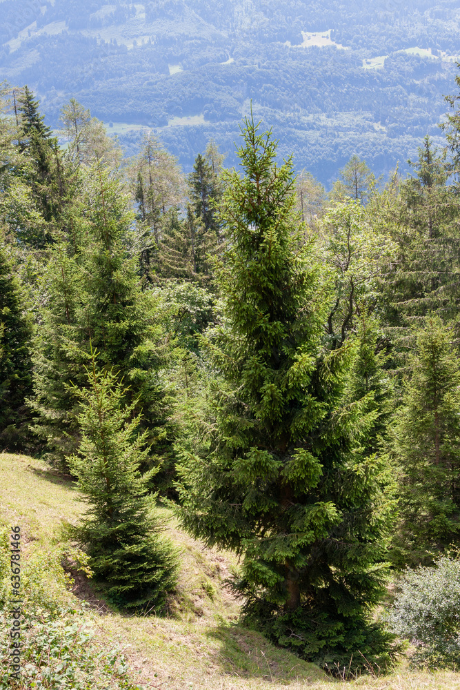Picea abies, the Norway spruce or European spruce Picea abies, the Norway spruce or European spruce