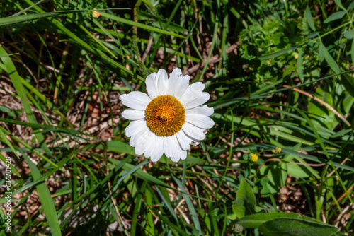 Alpine moon daisy or Alpine Ox-eye photo