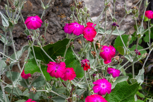 Rose Campion (Silene coronaria) - Geo Weg - Ziegelbrücke und Amden