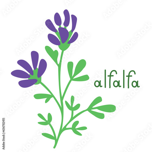 Isolated alfalfa illustration