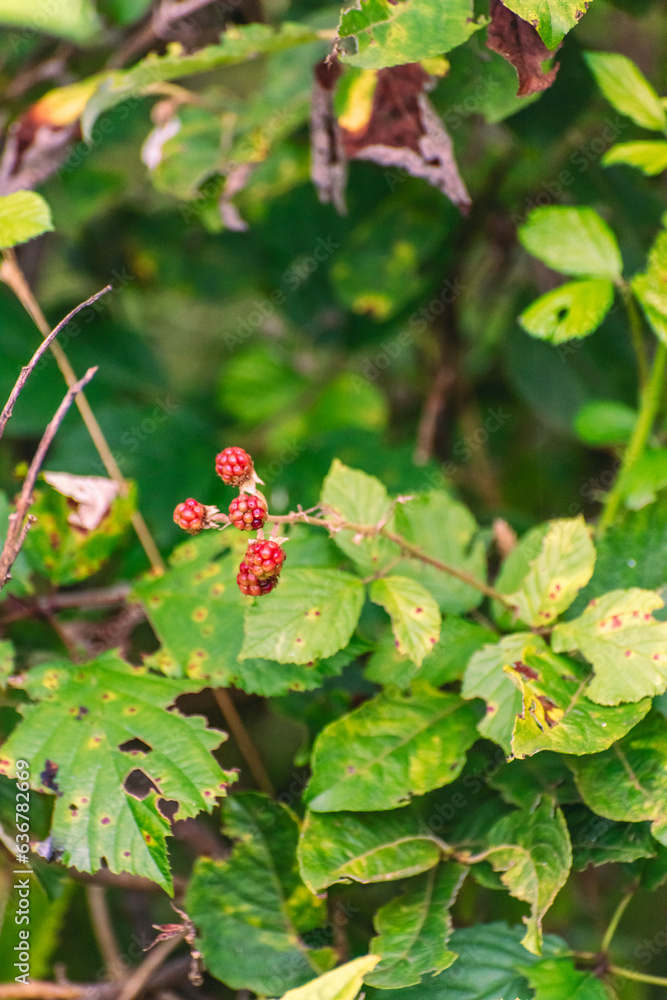 Autumn is coming, blackberry bush with red and black berries, vibrant colors red, green and black, Autumn is coming, blackberry bush with red and black berries, vibrant colors red, green and black,