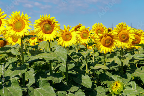 Sunflower natural background. Sunflower blooming. Close-up of sunflower.