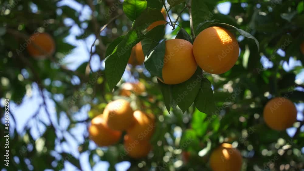 Orange in Soller, Mallorca, Spain