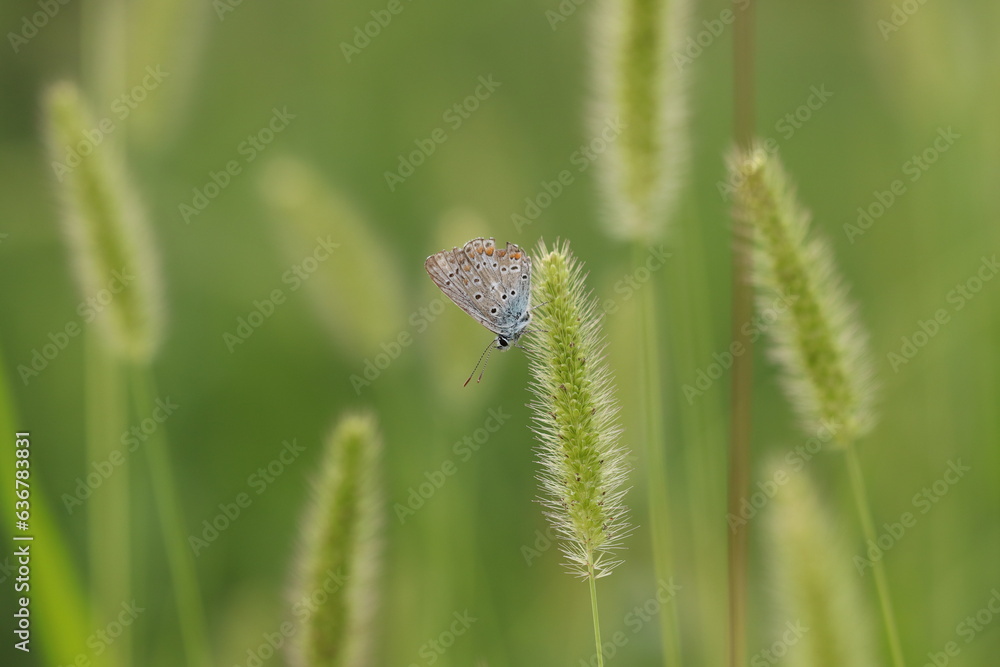 una farfalla comune blu su una spiga