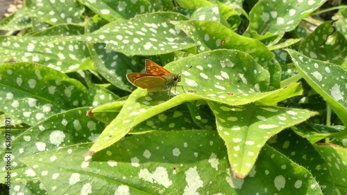 Butterfly Large skipper, Ochlodes sylvanus on leaf of Pulmonaria saccharata, Bethlehem lungwort, Pulmonaria saccharata and flies away on sunny summmer day - slow motion. photo