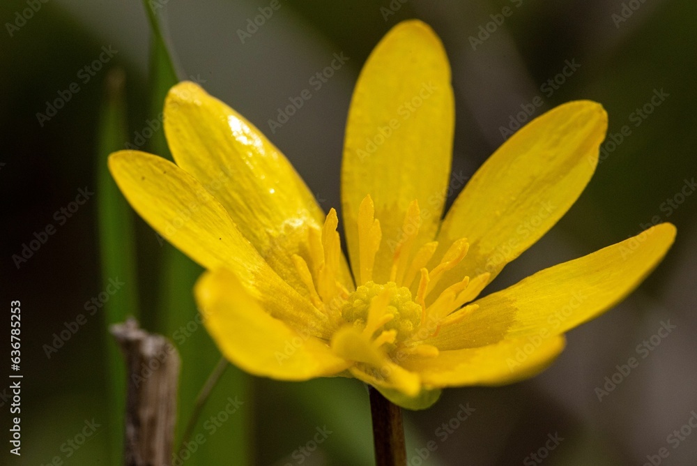 Closeup shot of a vibrant yellow flower in the garden. Closeup shot of a vibrant yellow flower in the garden.