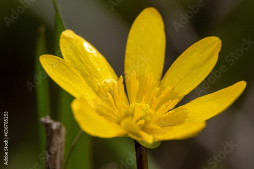 Closeup shot of a vibrant yellow flower in the garden.