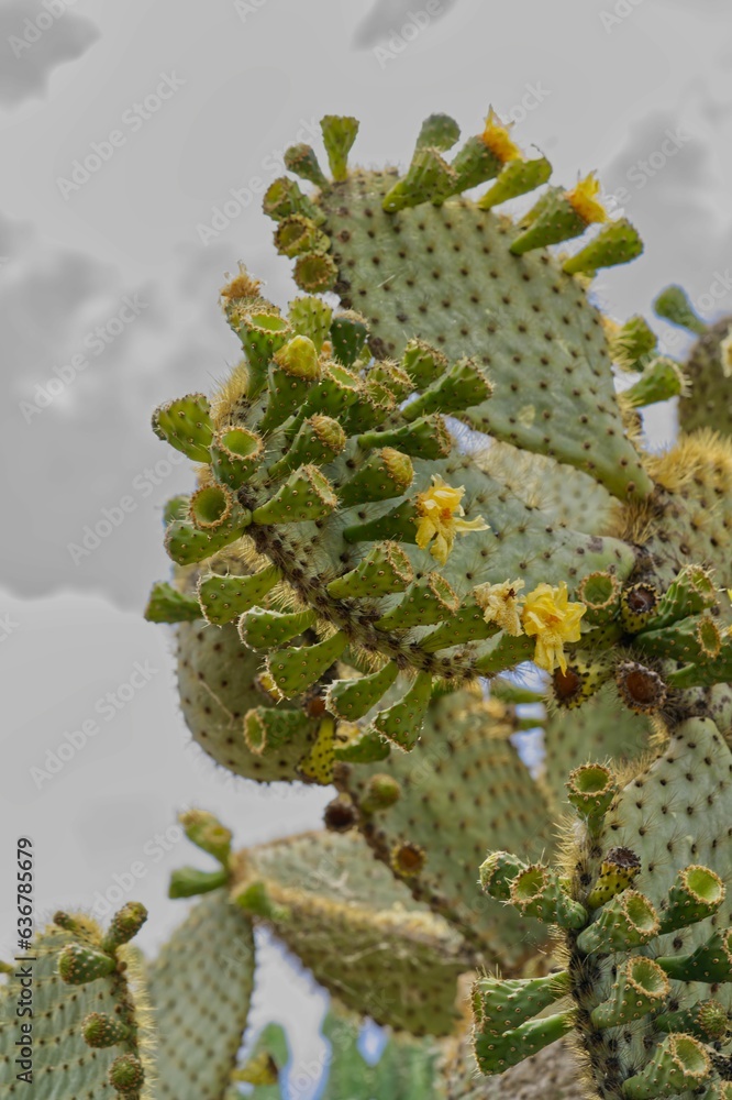 Vertical closeup of a cactus plant on a cloudy day Vertical closeup of a cactus plant on a cloudy day