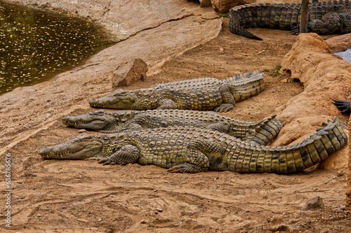 Crocodiles lying on a rock near a pond