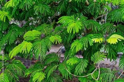 Closeup of green plants growing in a garden