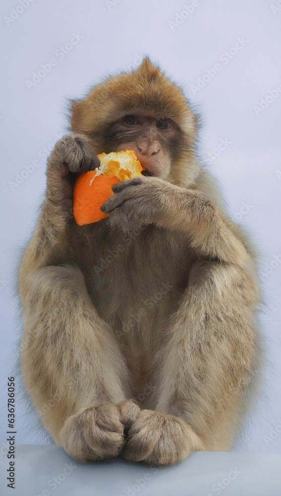 Cute Barbary macaque sitting and eating an orange Cute Barbary macaque sitting and eating an orange