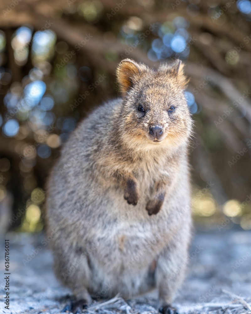 Vertical closeup shot of a furry Quokka on a sunny day Vertical closeup shot of a furry Quokka on a sunny day