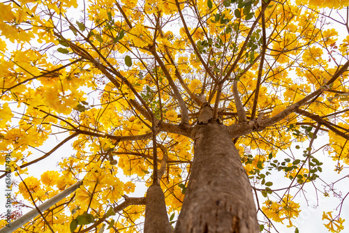 Golden trumpet tree, aka Yellow Ipe. Tabebuia Alba tree, Handroanthus albus. Brazilian ipê photo