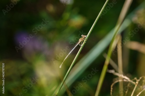 Gorgeous damselfly standing on a thin, delicate green stem
