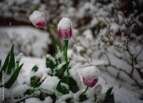 Tranquil winter scene featuring a cluster of delicate pink tulips emerging from a blanket of snow photo