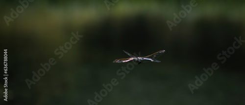 dragonfly photographed in flight