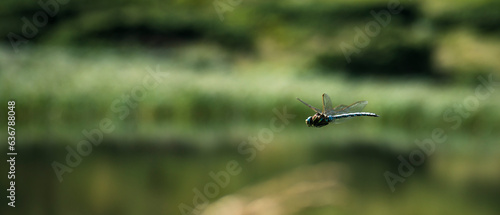 dragonfly photographed in flight