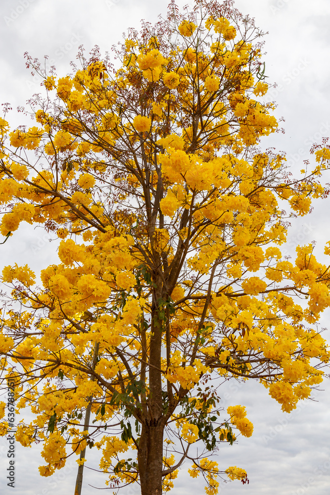 Golden trumpet tree, aka Yellow Ipe. Tabebuia Alba tree, Handroanthus albus. Brazilian ipê Golden trumpet tree, aka Yellow Ipe. Tabebuia Alba tree, Handroanthus albus. Brazilian ipê