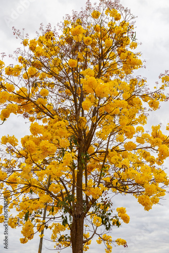 Golden trumpet tree, aka Yellow Ipe. Tabebuia Alba tree, Handroanthus albus. Brazilian ipê