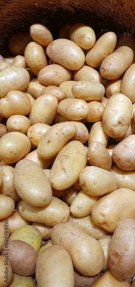 Large potato showcase. Young potatoes close up. Raw potatoes purchase. Lots of unpeeled potatoes in the store. Autumn harvest of potatoes. Large potato showcase. Young potatoes close up. Raw potatoes purchase. Lots of unpeeled potatoes in the store. Autumn harvest of potatoes.