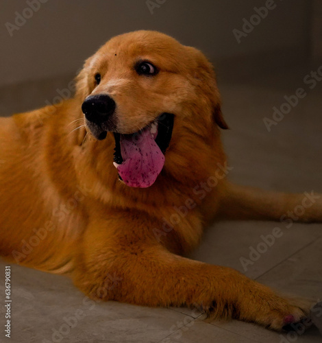 "Golden Majesty: Handsome Male Golden Retriever"